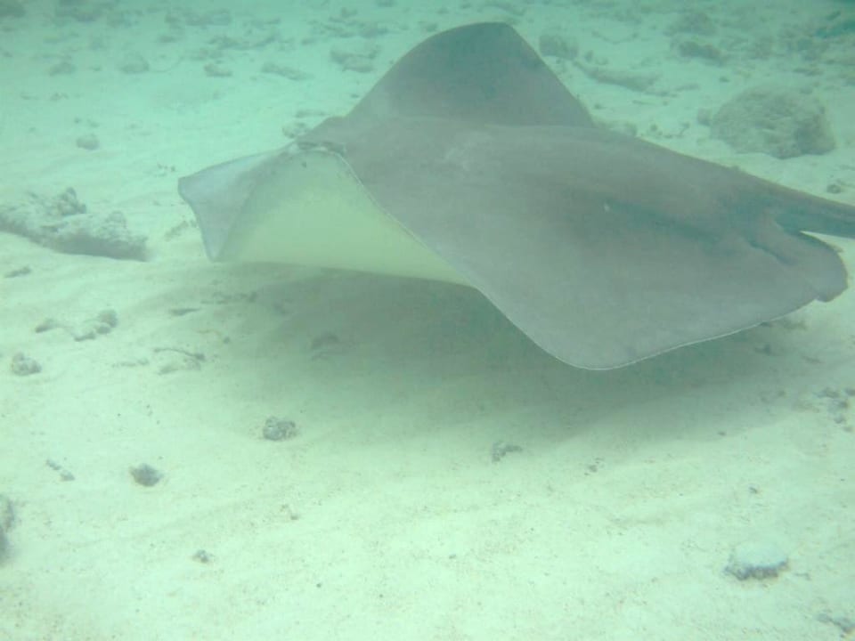 Rochen Summer Island Maldives