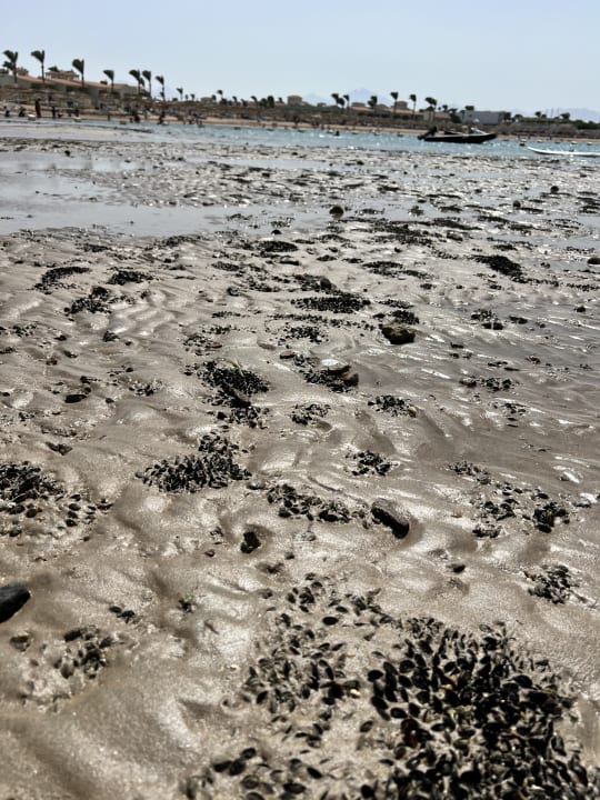 Strand Pickalbatros Alf Leila Wa Leila Resort - Neverland Hurghada