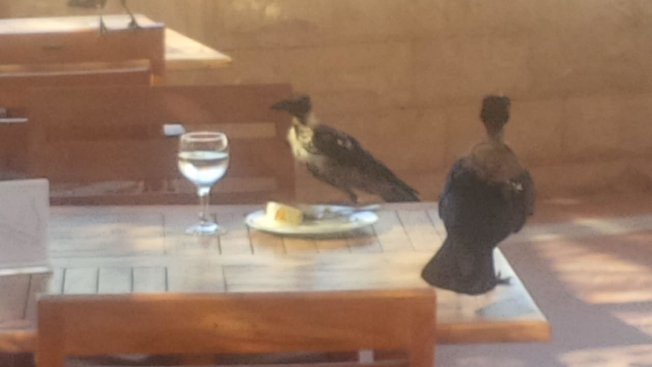 Man sollte kein Essen unbeaufsichtigt stehen lasse ROBINSON SOMA BAY