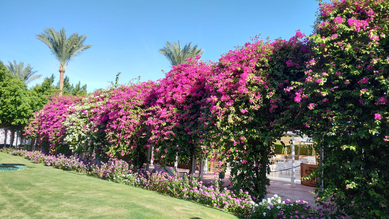 Gartenanlage Desert Rose