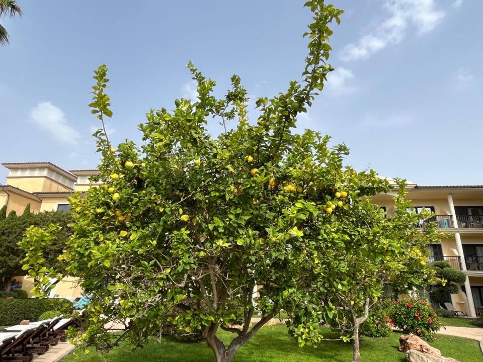 Gartenanlage CM Mallorca Palace - Adults Only