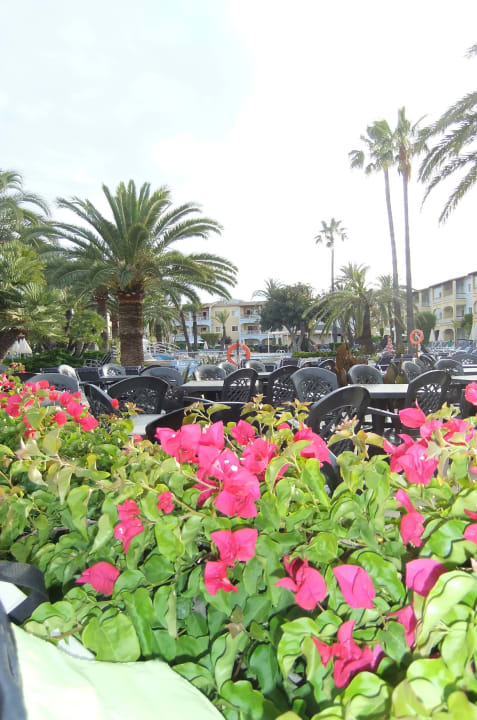 Het terras Alcudia Garden Aparthotel