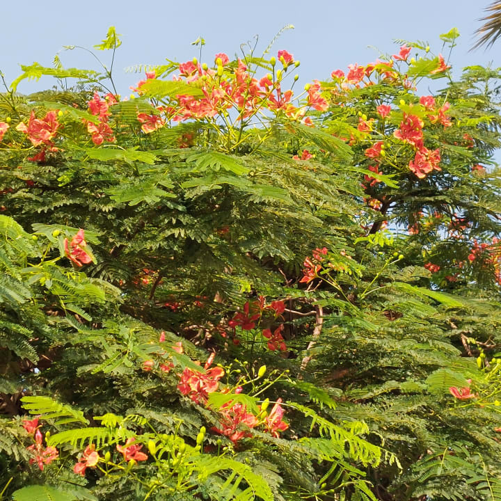 Gartenanlage The Grand Hotel Hurghada