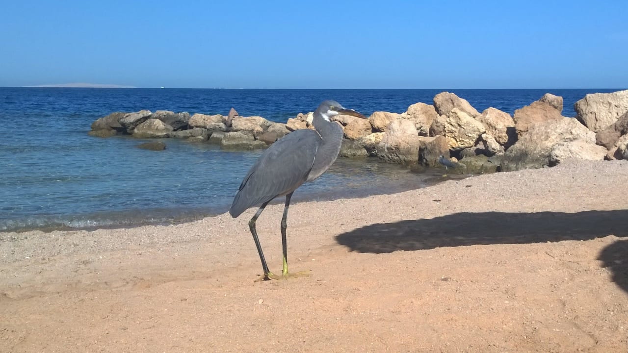 Пляжные курочки Pickalbatros Citadel Resort