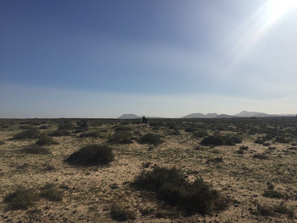 Ausblick BLUESEA Aloe Corralejo