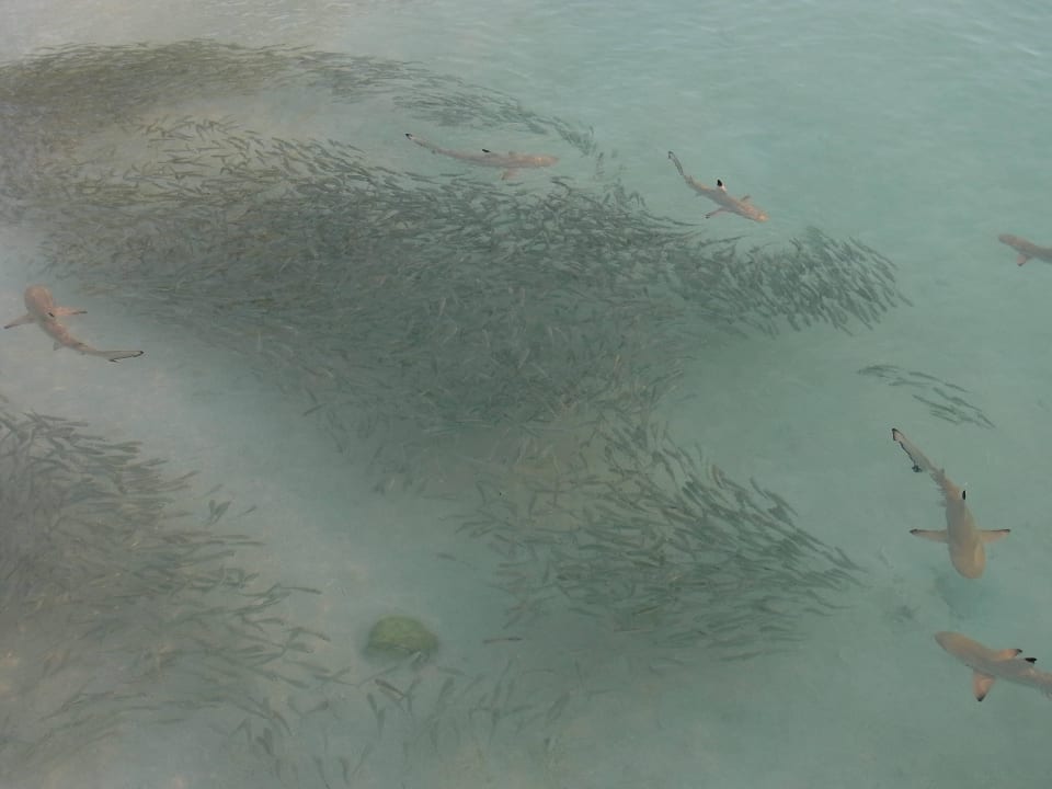 Sehr interessant zu beobachten Meeru Maldives Resort Island