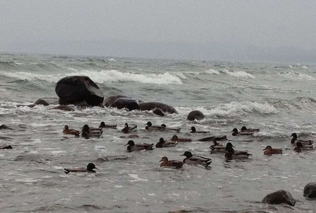 See-Enten Cliff Hotel Rügen
