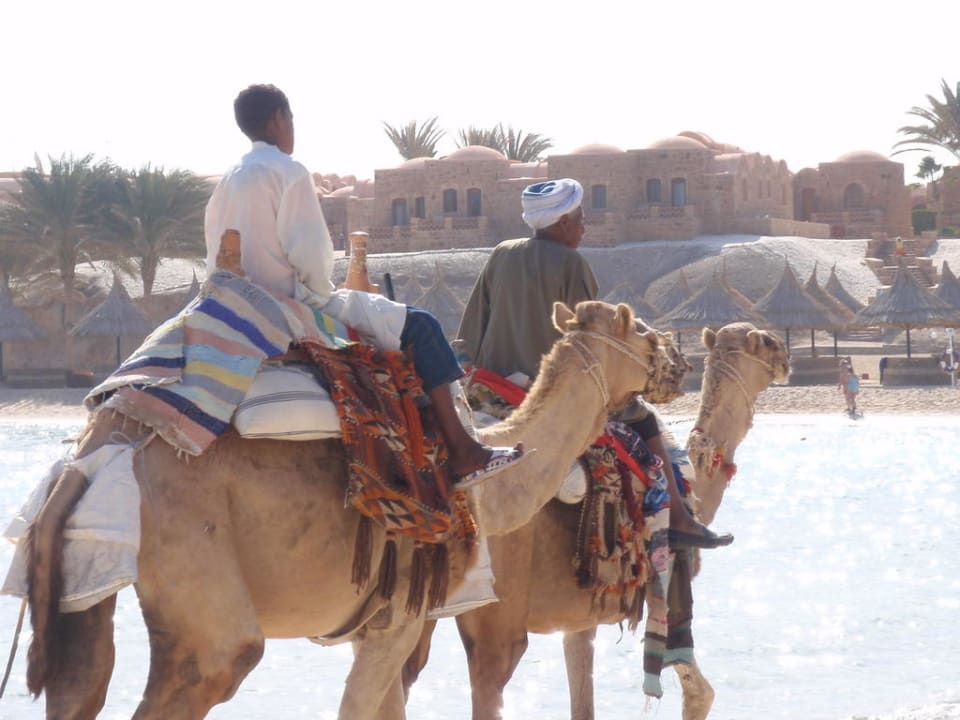 Kamelreiten Mövenpick Resort El Quseir