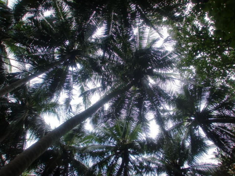 Palmen Kuramathi Maldives