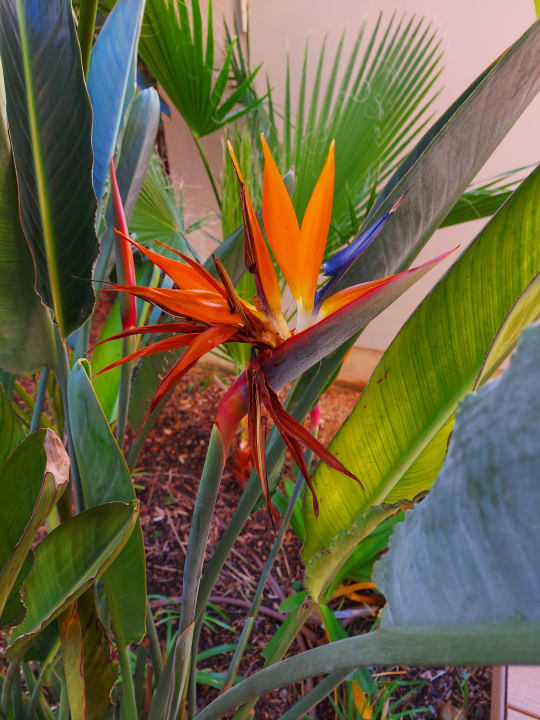 Sonstiges Aubamar Bali