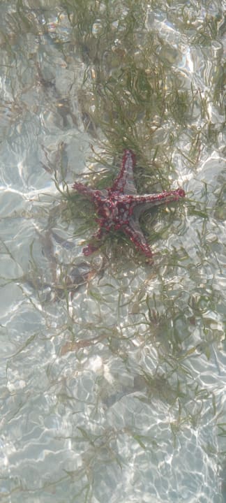 Strand Neptune Paradise Beach Resort & Spa