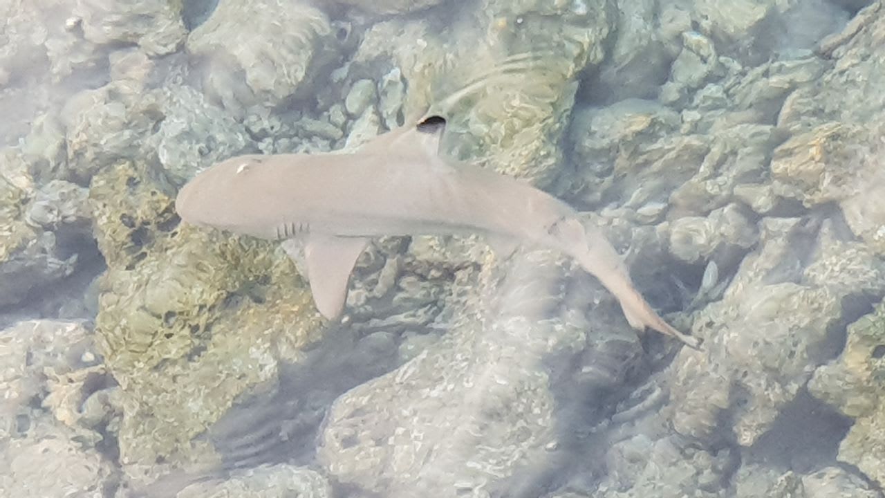 Baby Hai Bandos Maldives