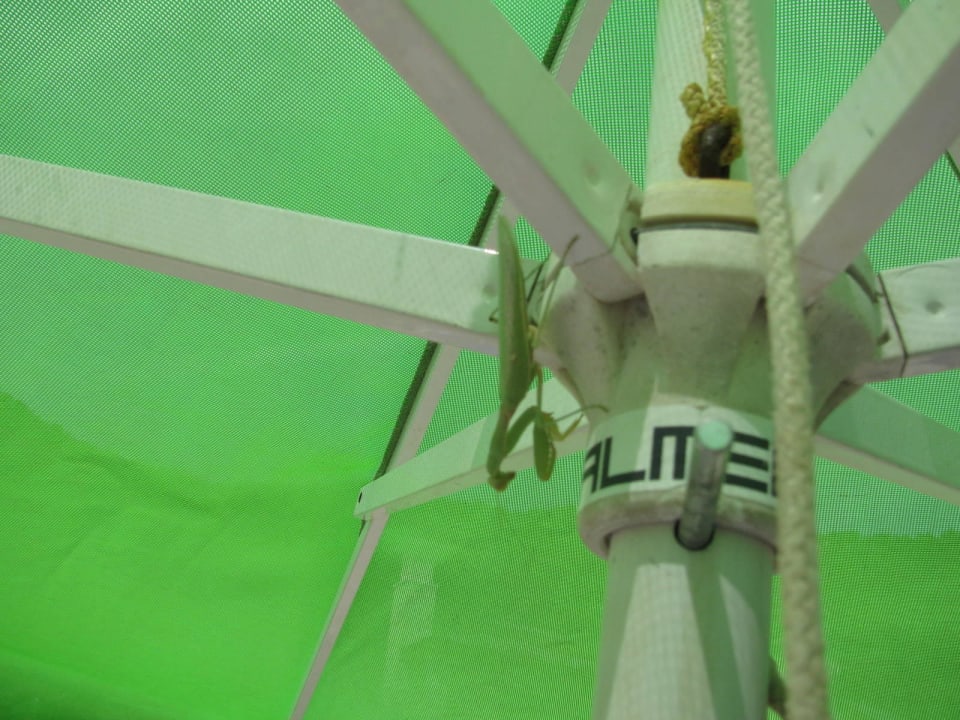 Gottesanbeterin am Strand Hotel Dionysos