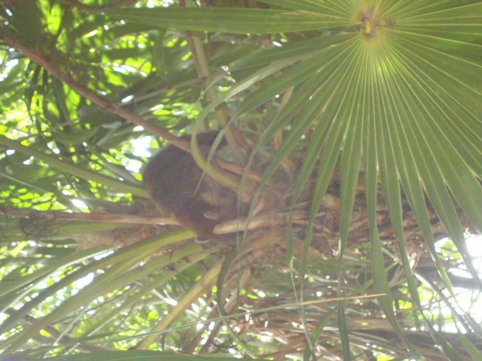 Hotel Catalonia Playa Maroma Catalonia Playa Maroma