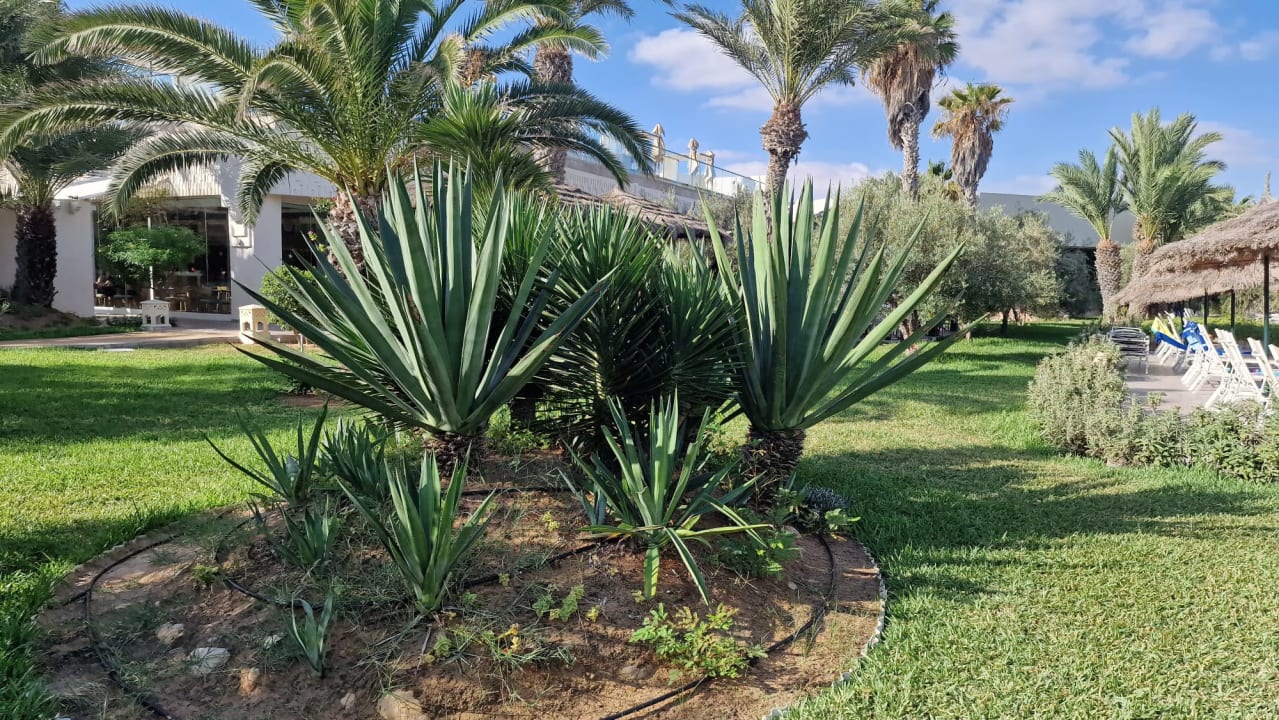 Gartenanlage Iberostar Waves Mehari Djerba
