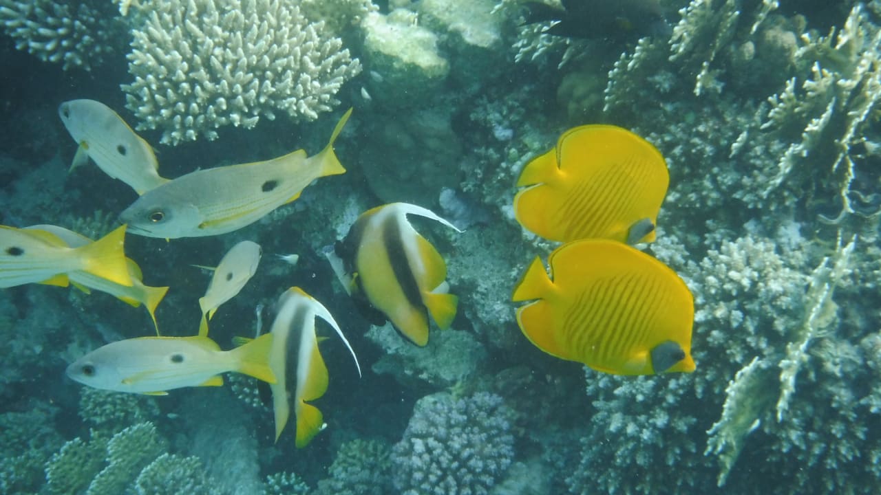 Sport & Freizeit Malikia Resort Abu Dabbab