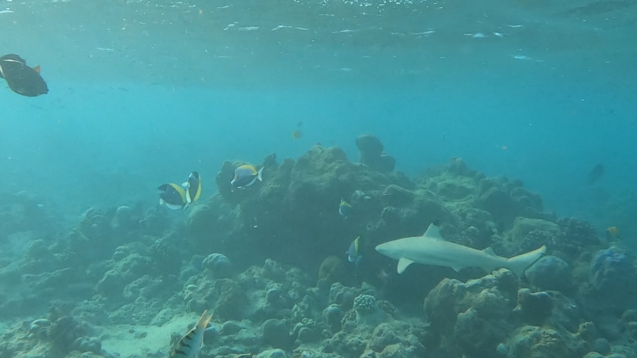 Sport & Freizeit NH Collection Maldives Reethi Resort