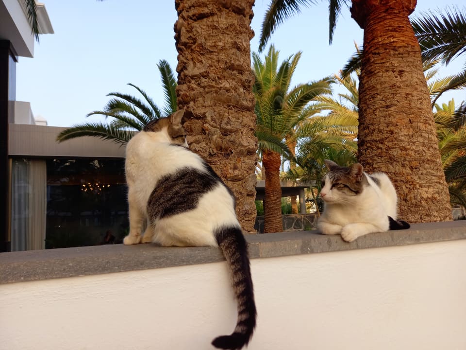 Sonstiges Hotel Riu Palace Maspalomas Adults Only