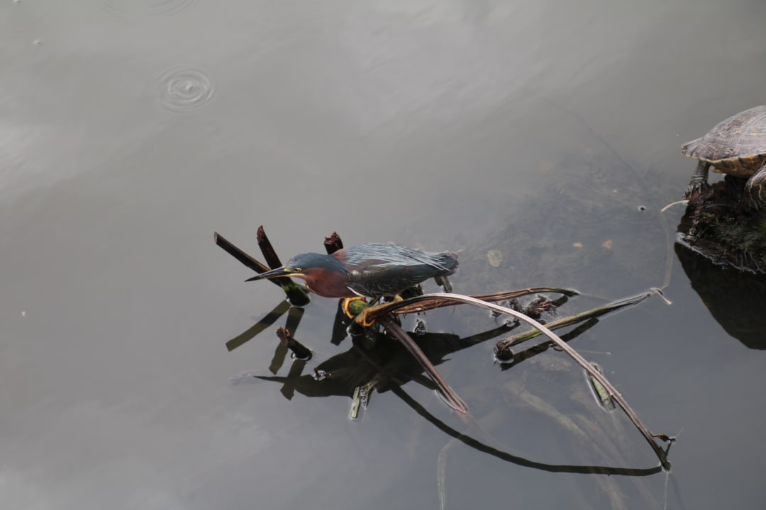 Gartenanlage Hotel Viva Dominicus Palace by Wyndham-All Inclusive Resort