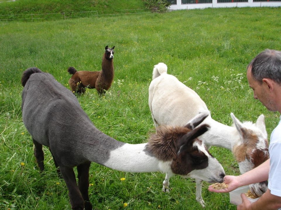 Unsere Lamas Superior Wanderhotel Grüner Baum