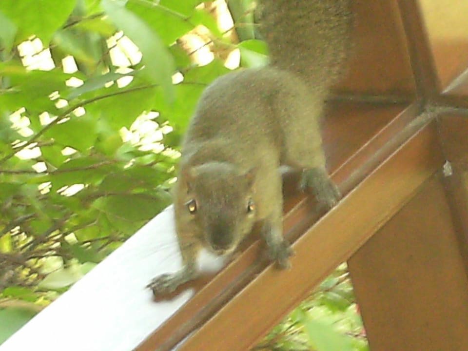 Eichhörnchen am Balkongeländer The Westin Resort Nusa Dua, Bali