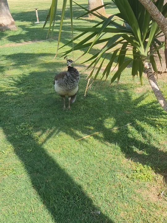 Gartenanlage Seaden Sea World Resort & Spa