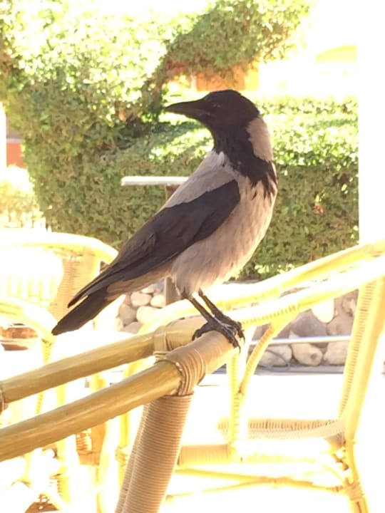 Täglicher Besucher an der Poolbar Jaz Makadi Oasis Resort