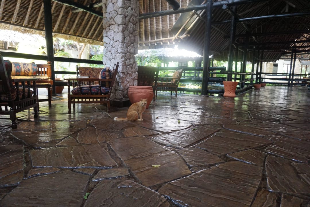 Lobby mit Hotelkatze :) Hotel Papillon Lagoon Reef