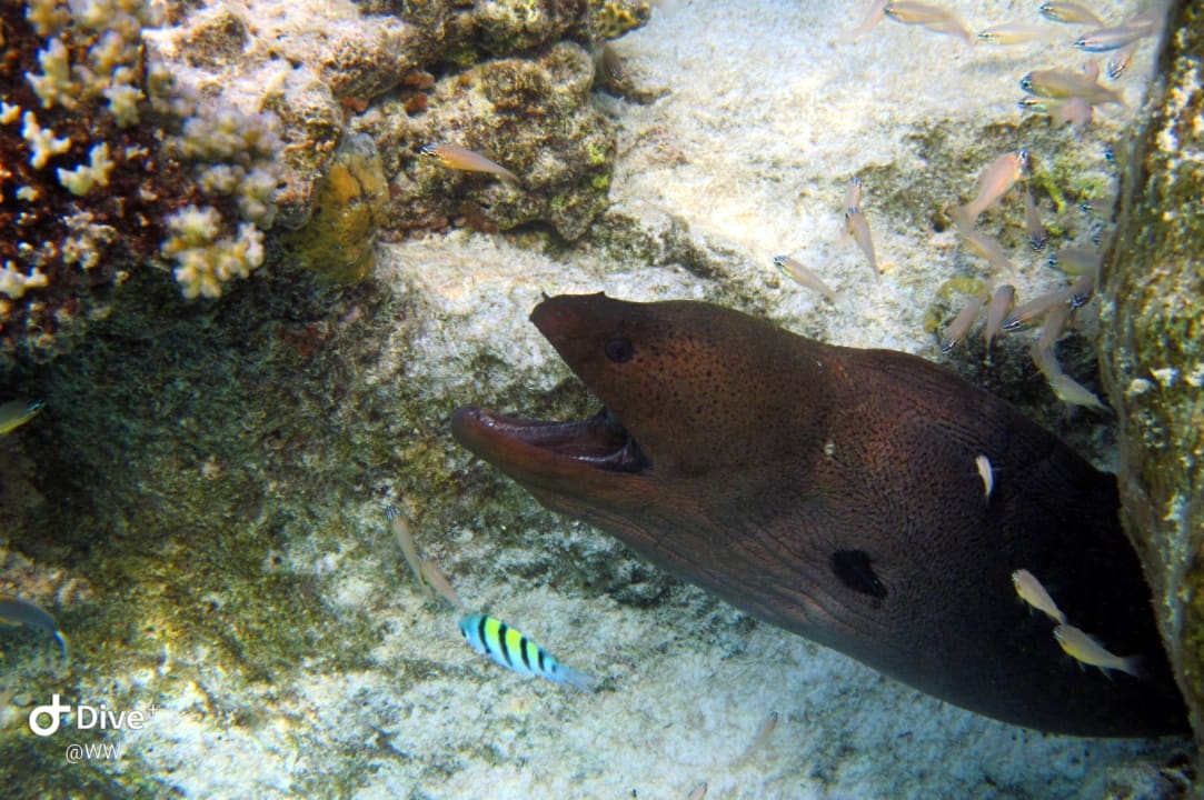 Sport & Freizeit NH Collection Maldives Havodda Resort