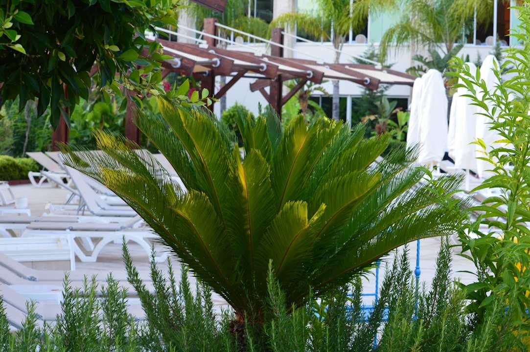 Palme Saphir Resort & Spa