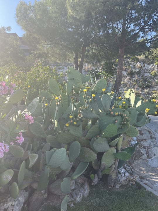 Gartenanlage TUI BLUE Seno - Adults Only