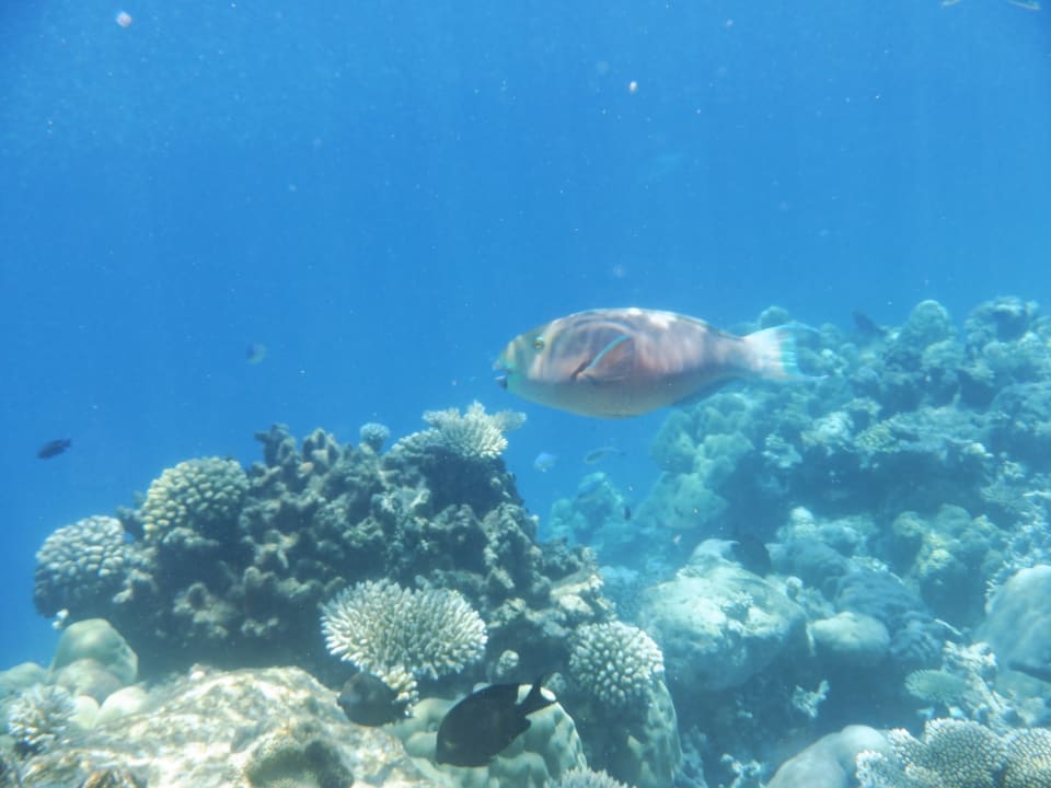 Sport & Freizeit NH Collection Maldives Havodda Resort