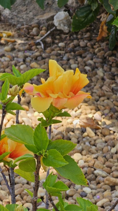 Gartenanlage AP Adriana Beach Resort