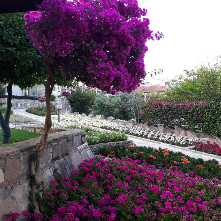 Gartenanlage Arum Barut Collection