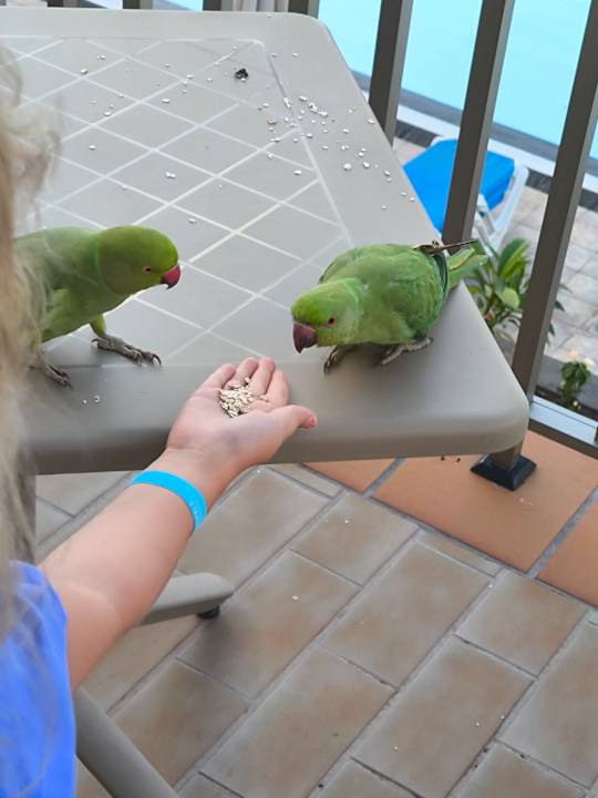 Sonstiges Hotel Floresta