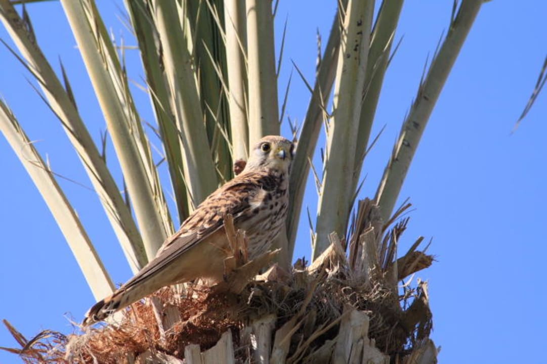 Falke Pickalbatros Dana Beach Resort - Hurghada
