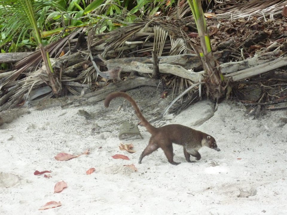 Tiere Hotel & Club Punta Leona
