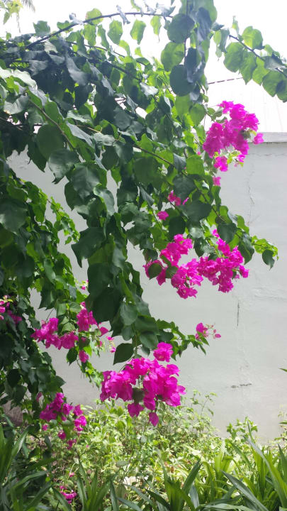 Gartenanlage Filitheyo Island Resort