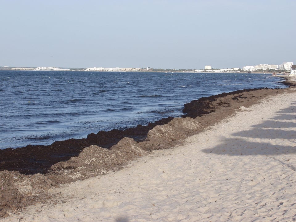 Die Algen hatten wir fast die gesamten 2 Wochen Monarque Club Rivage