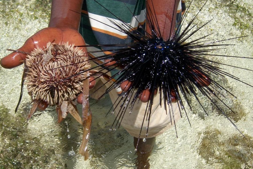 Seeigel Travellers Beach Hotel & Club