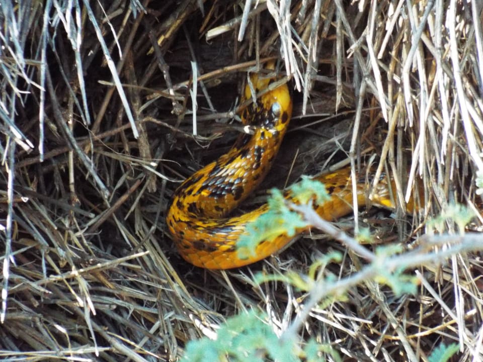 Abendsafari: Kap-Kobra in Siedelwebernest Kalahari Anib Lodge