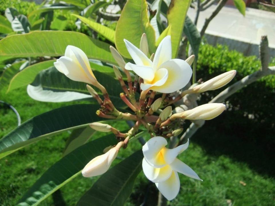 Wunderschöne Frangipani Three Corners Happy Life Beach Resort