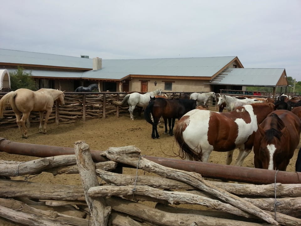 Pferdeherde Hotel Tanque Verde