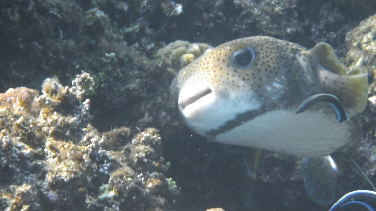 Sport & Freizeit Malikia Resort Abu Dabbab