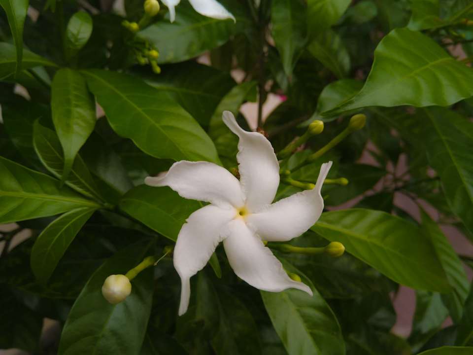 Gartenanlage Galle Camellia