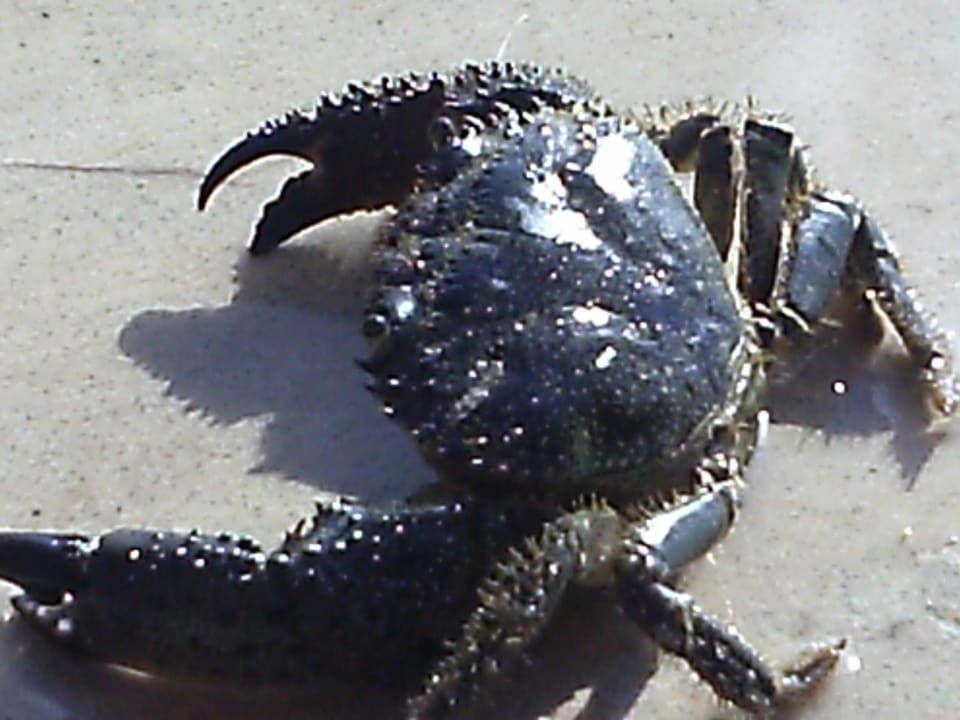 Auch am Steeg von Süßwasser-Pool gefangen Hotel El Mouradi Djerba Menzel