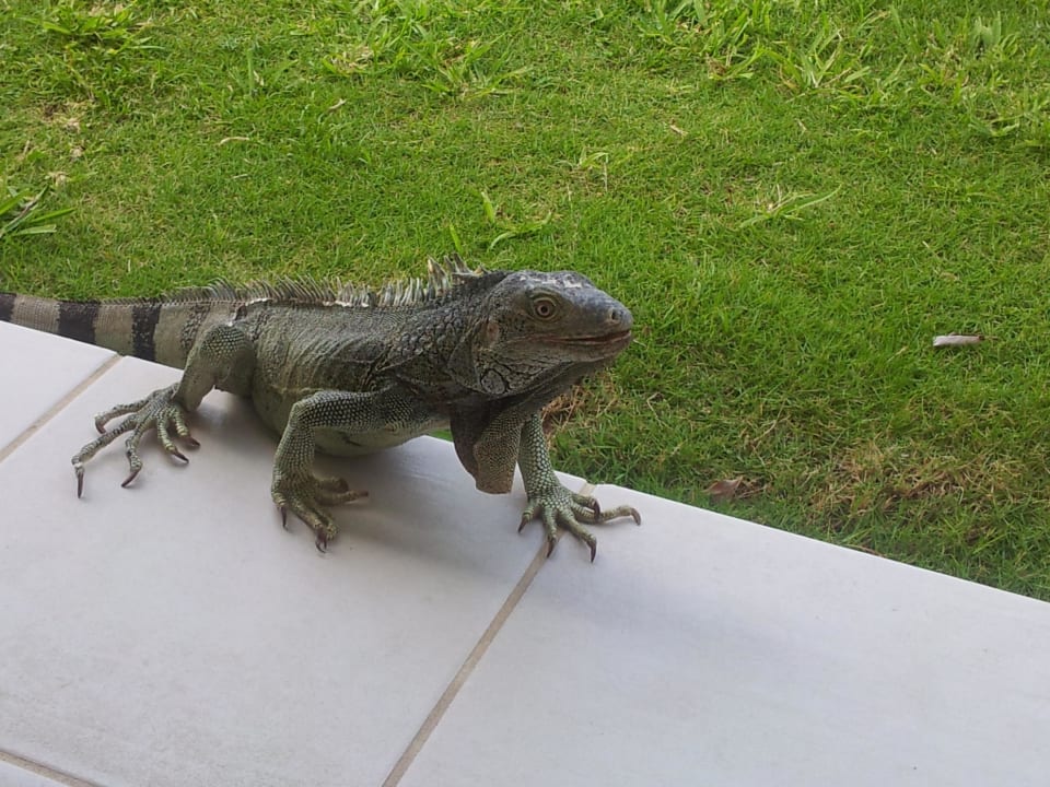 Besuch vom Leguan Bucuti & Tara Beach Resort - Adults only