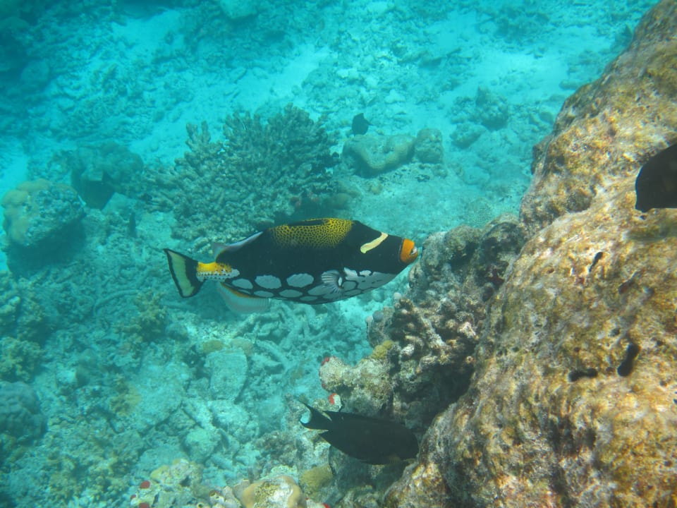 Hausriff  Veligandu Maldives Resort Island