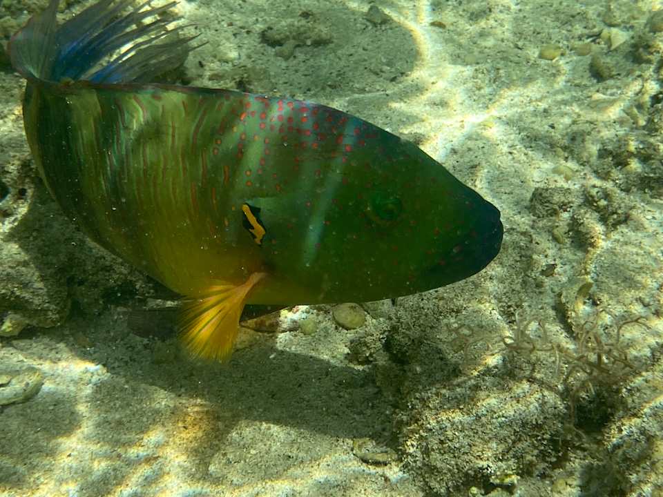 Strand Three Corners Happy Life Beach Resort