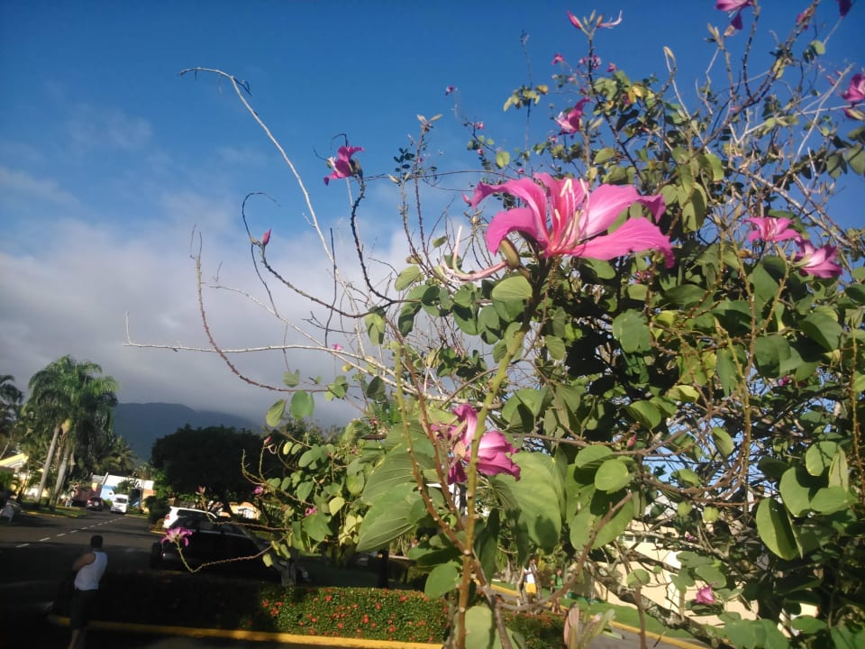 Am Strassenrand Puerto Plata Village